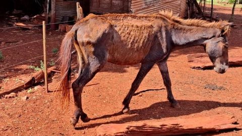 Tutor utilizava margarina para 'tratar' cavalo com câncer - Imagem: Divulgação / Polícia Militar Ambiental