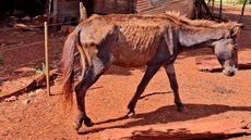 Tutor utilizava margarina para 'tratar' cavalo com câncer - Imagem: Divulgação / Polícia Militar Ambiental