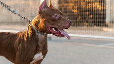 Tutora morre após ataque de pitbull em Campinas - Imagem: Reprodução / Freepik