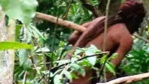 Morre último remanescente de grupo indígena isolado na Amazônia - Imagem: reprodução grupo bom dia