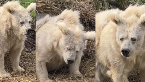 Ursa que viralizou ao acordar 'descabelada' esconde história triste por trás - Imagem: reprodução redes sociais