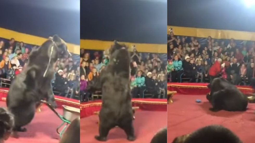 Voltou a viralizar: um urso atacou seu treinador durante um show de circo na Rússia. - Imagem: reprodução I Youtube canal UOL