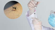Estará disponível nas clínicas particulares do Brasil uma vacina contra a dengue, a chamada Qdenga. - Imagem: reprodução I Freepik
