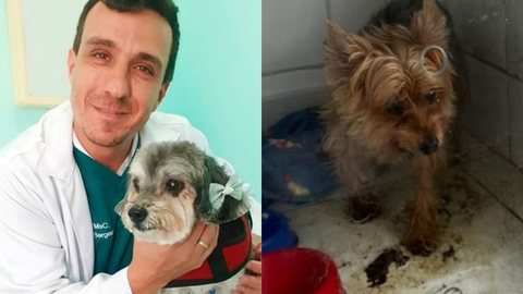 Veterinário é investigado sob suspeita de fraude, maus-tratos a animais e estelionato em SP - Imagem: Reprodução / Clinica Veterinária Mestre Vet