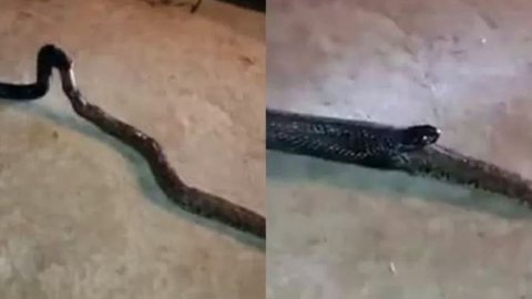 Canibalismo: vídeo choca ao mostrar cobra vomitando outra após engoli-la por inteiro; veja - Imagem: reprodução Twitter