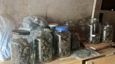 Homem é preso após manter plantação de maconha em condomínio - imagem: Divulgação / Polícia Militar