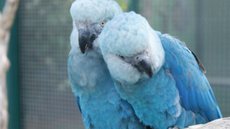 Vírus mortal infecta últimas ararinhas-azuis da natureza - Imagem: Reprodução / Camile Lugarini