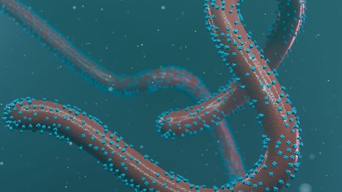 Imagem 3D do vírus de Marburg - Imagem: reprodução/Gavi Vaccine Allicance