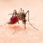 Aedes Aegypti, mosquito transmissor do vírus Zika - Imagem: Reprodução / Freepik