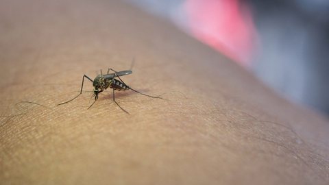 Zika vírus: suspeitas da doença crescem em 2023, após 6 anos em queda - Imagem: reprodução redes sociais