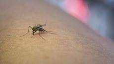 Zika vírus: suspeitas da doença crescem em 2023, após 6 anos em queda - Imagem: reprodução redes sociais