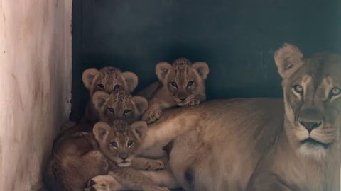 Descubra como acompanhar o crescimento das novas estrelas em um habitat especial - Imagem: Divulgação