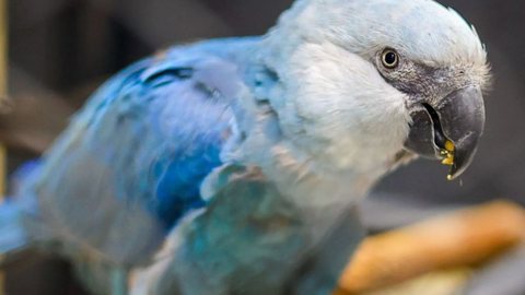 Zoológico de São Paulo inaugura exposição inédita com ararinhas-azuis - Imagem: Divulgação / Zoológico de São Paulo
