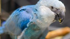 Zoológico de São Paulo inaugura exposição inédita com ararinhas-azuis - Imagem: Divulgação / Zoológico de São Paulo