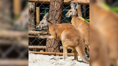 Zoológico de São Paulo recebe novos cangurus-vermelhos - Imagem: Reprodução / Instagram / @zoosaopaulo
