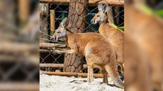 Zoológico de São Paulo recebe novos cangurus-vermelhos - Imagem: Reprodução / Instagram / @zoosaopaulo