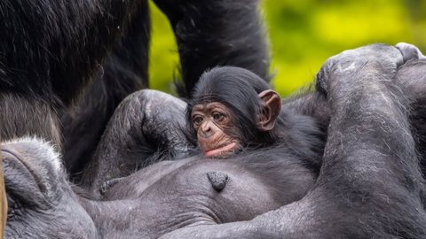 Zoológico de SP celebra nascimento de filhote de chimpanzé - Imagem: Reprodução / Instagram / @zoosaopaulo