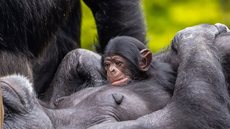 Zoológico de SP celebra nascimento de filhote de chimpanzé - Imagem: Reprodução / Instagram / @zoosaopaulo