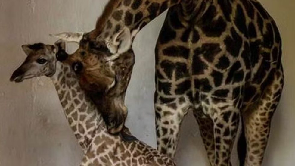 Com cuidados especiais, o filhote e a mãe estão em uma área projetada para garantir seu bem-estar e saúde - Foto: Divulgação