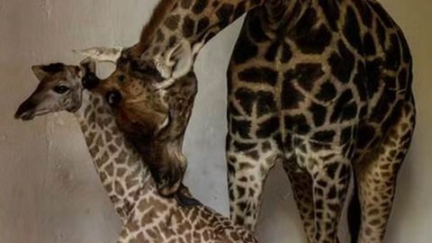 Com cuidados especiais, o filhote e a mãe estão em uma área projetada para garantir seu bem-estar e saúde - Foto: Divulgação