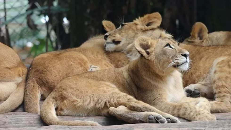 Zoológico de SP faz votação online para escolher nomes de filhotes de leão; saiba como votar - Imagem: Reprodução/Zoo SP