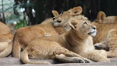 Zoológico de SP faz votação online para escolher nomes de filhotes de leão; saiba como votar - Imagem: Reprodução/Zoo SP