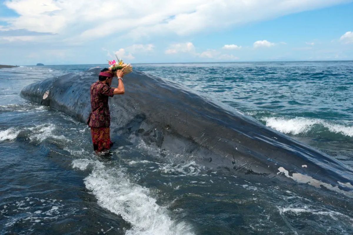 baleia-encalhada-plastico-1