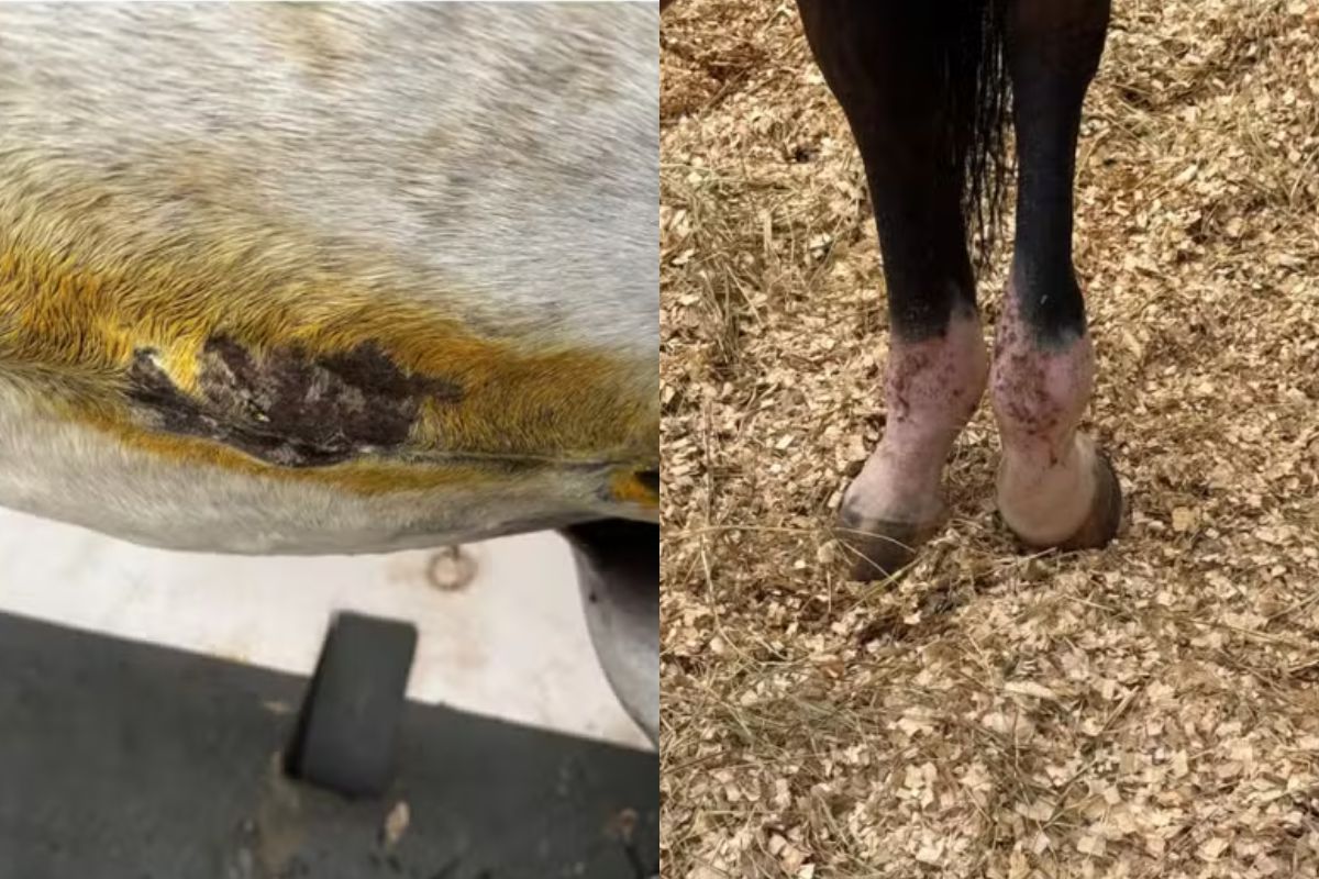 Cavaleiros denunciam maus-tratos no Clube Hípico de Santo Amaro - Imagem: Reprodução / Arquivo pessoal