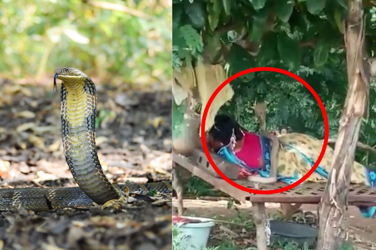 Vídeo: cobra venenosa mais comprida do mundo é filmada se