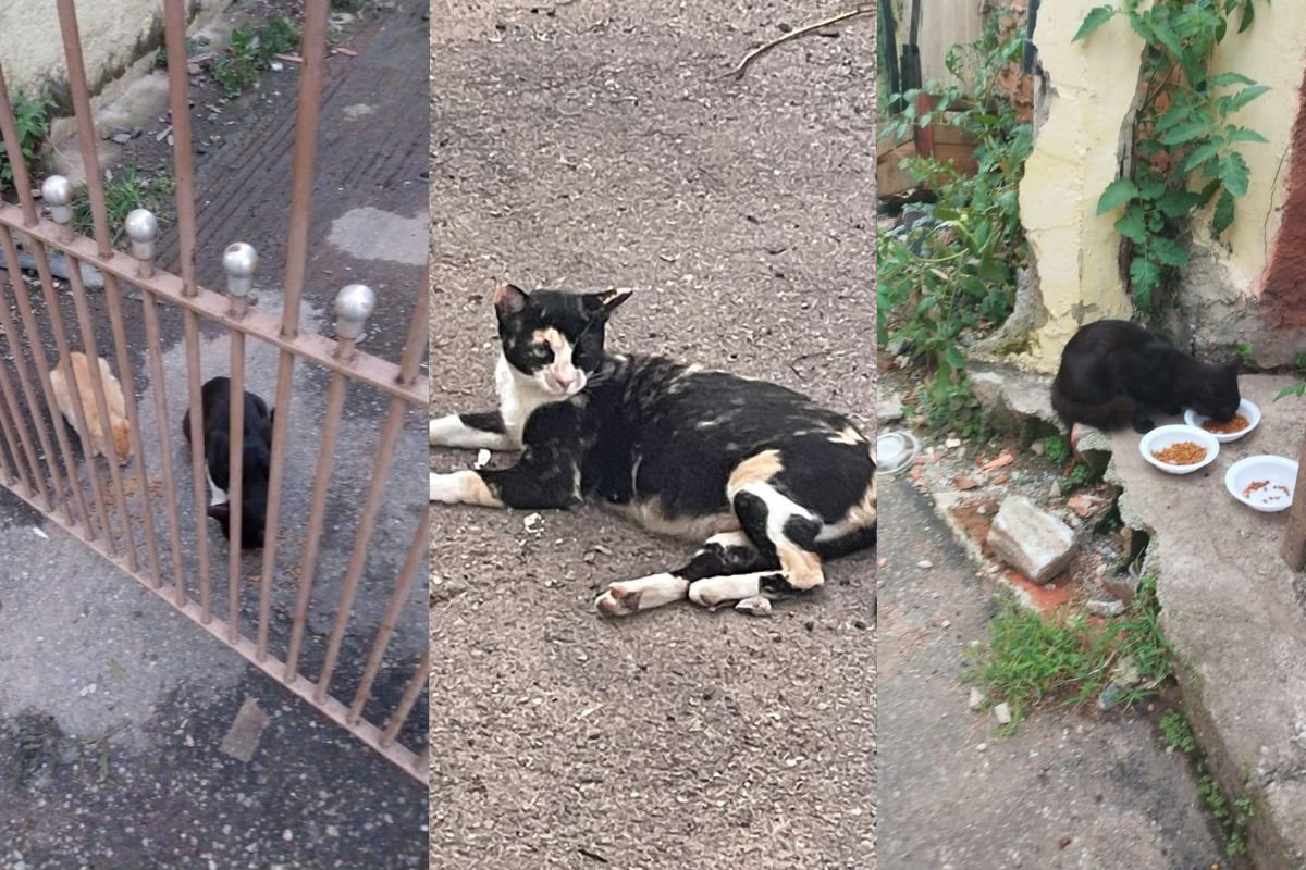 Gatos abandonado