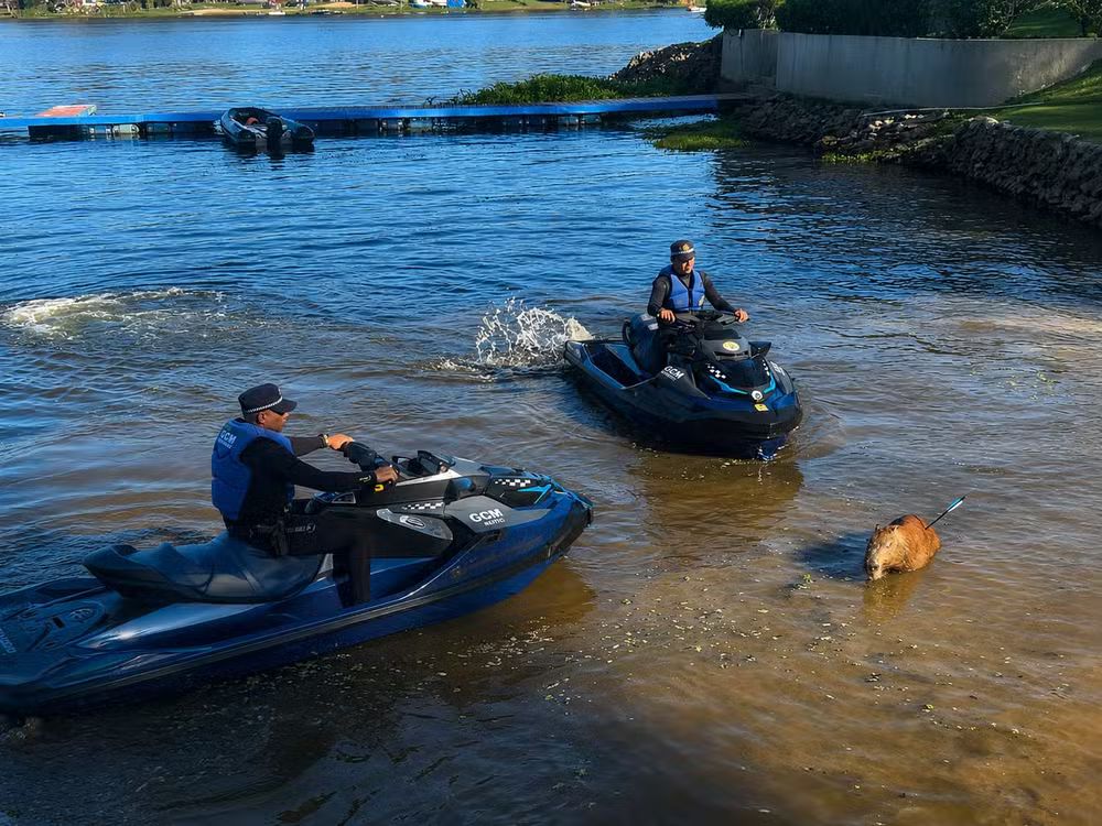 Capivara ferida com flecha é resgatada na Represa Guarapiranga