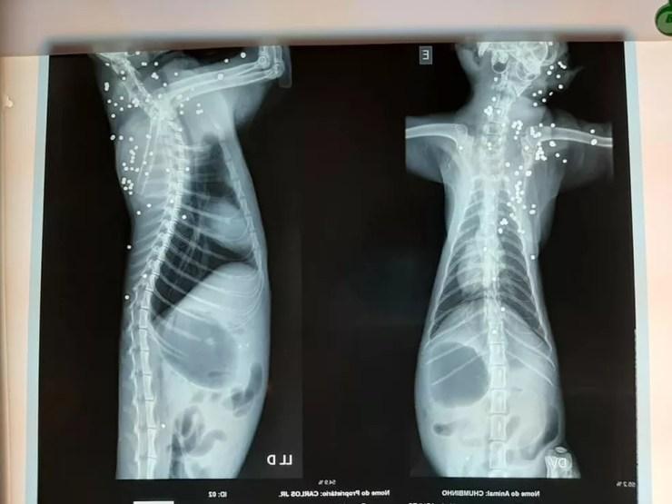 Radiografia mostra mais de 100 perfurações — Foto: Arquivo Pessoal 