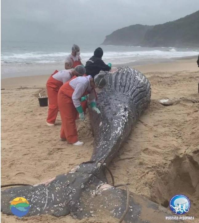Baleia jubarte encontrada morta na praia de Santiago, em São Sebastião, na última quinta-feira (12) — Foto: Divulgação/Instituto Argonauta