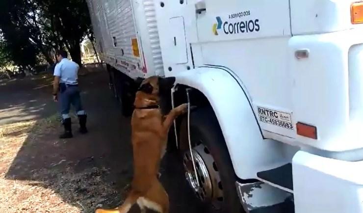 Cão farejador encontrou a droga em menos de um minuto (Foto: Divulgação / Polícia Rodoviária Estadual)