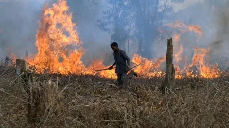 O desmatamento e o cultivo de cacau muitas vezes andam de mãos dadas — Foto: Getty Images via BBC