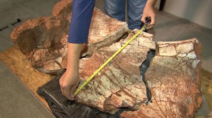 Fóssil encontrado em Monte Alto revela novo ponto de escavação para pesquisadores (Foto: Reprodução/EPTV)