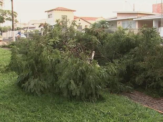 Mais de 100 árvores caíram em Tanabi (Foto: Reprodução/ TV TEM)