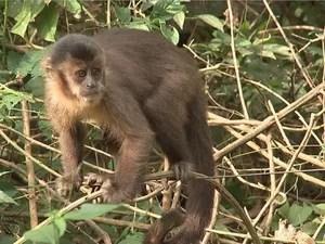 Macacos estão sendo encontrado mortos com sinais de agressão (Foto: Reprodução/TV TEM)