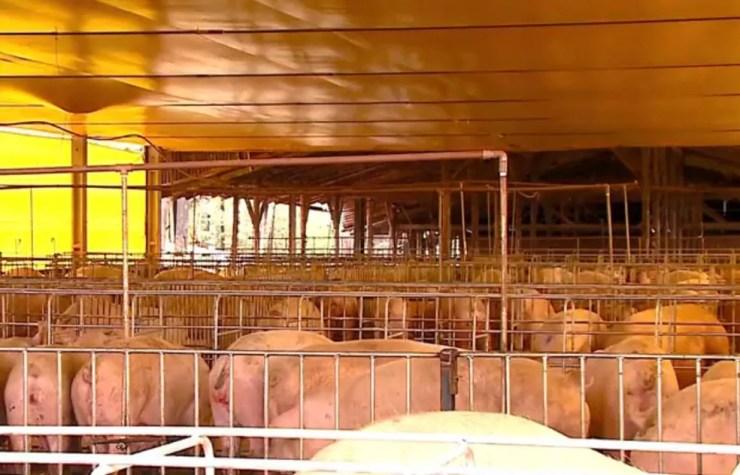 Exportação da carne suína sofre os impactos do embargo russo (Foto: Reprodução/RBS TV)