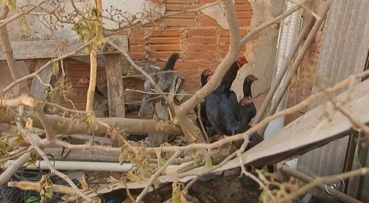 Criação de galinhas é área urbana é proibida na cidade de Marília (Foto: Reprodução / TV TEM)