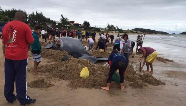 No início da manhã, animal estava na areia e dependia da população para ser hidratado (Foto: Renata Igrejas/Inter TV)