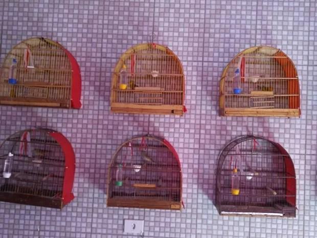 Aves eram mantidas em gaiolas pelo morador da residência (Foto: Divulgação/Polícia Ambiental)