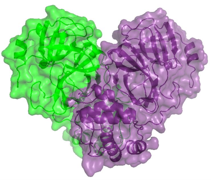 Imagem em 3D de proteína do novo coronavírus obtida no Sirius.