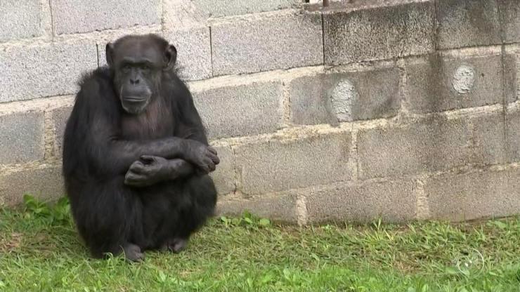 Chimpanzés fogem de santuário e invadem sítio em Sorocaba