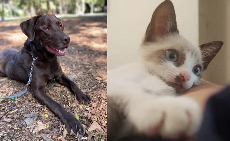 Animais de estimação de São Paulo tiveram cirurgias adiadas e estão com vacinação atrasada por falta de insumos em veterinários; na foto, cachorro e gato que aguardam chegada da vacina antirrábica — Foto: Arquivo pessoal