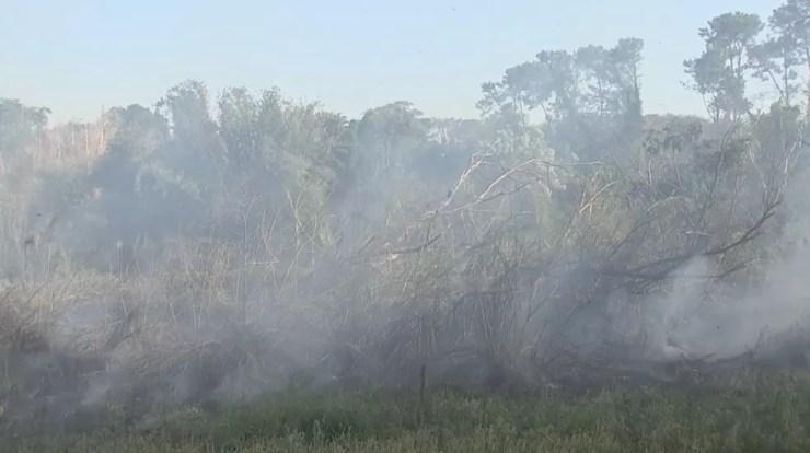 Fogo atingiu área florestal de Araçatuba (Foto: Reprodução/TV TEM)