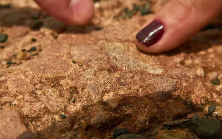 Fragmento de fóssil encontrado pela equipe do G1 em Monte Alto, SP — Foto: Érico Andrade/G1