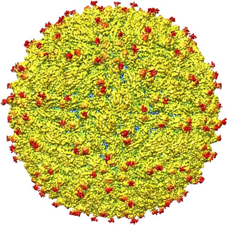 Imagem é representação da superfície do vírus da zika (Foto: Universidade Purdue/Cortesia)