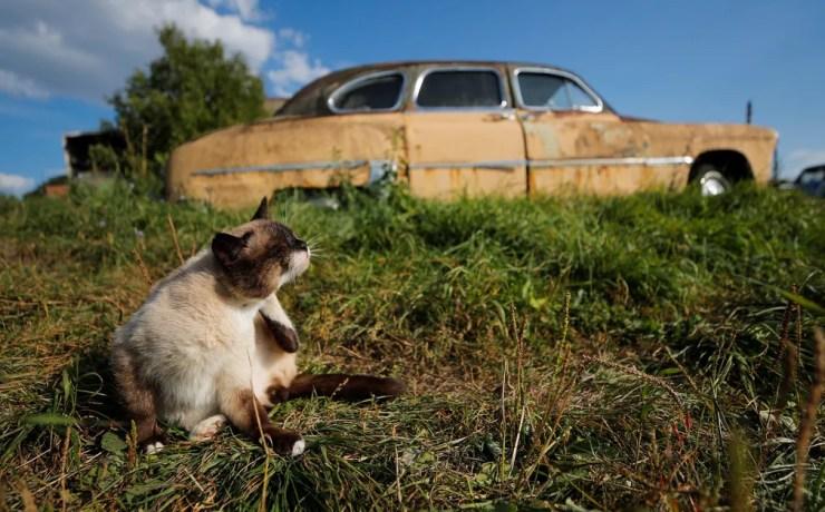 Gato é visto em meio a coleção de mais de 300 carros da era soviética, em Chernousovo, na Rússia — Foto: Maxim Shemetov/Reuters