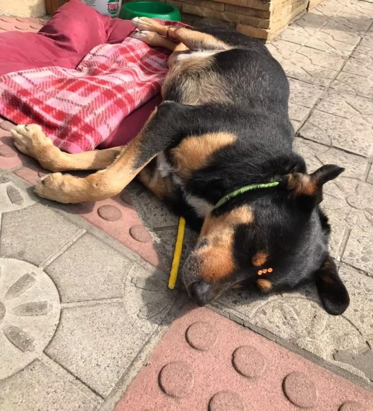 Cão foi agredido enquanto estava deitado em calçada (Foto: Jackson Pereira/Divulgação)